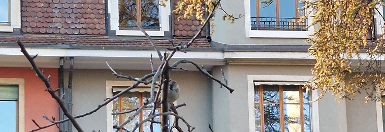 Cute House Sparrow